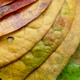 Image for article titled The chemicals that cause leaves to change color in fall
